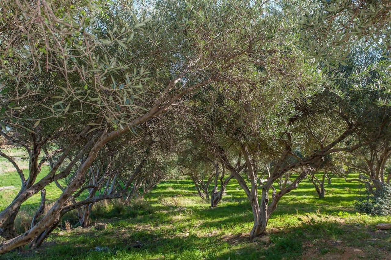 Olive Tree Farm 200M From The Beach Episkopi-Chania Exterior foto